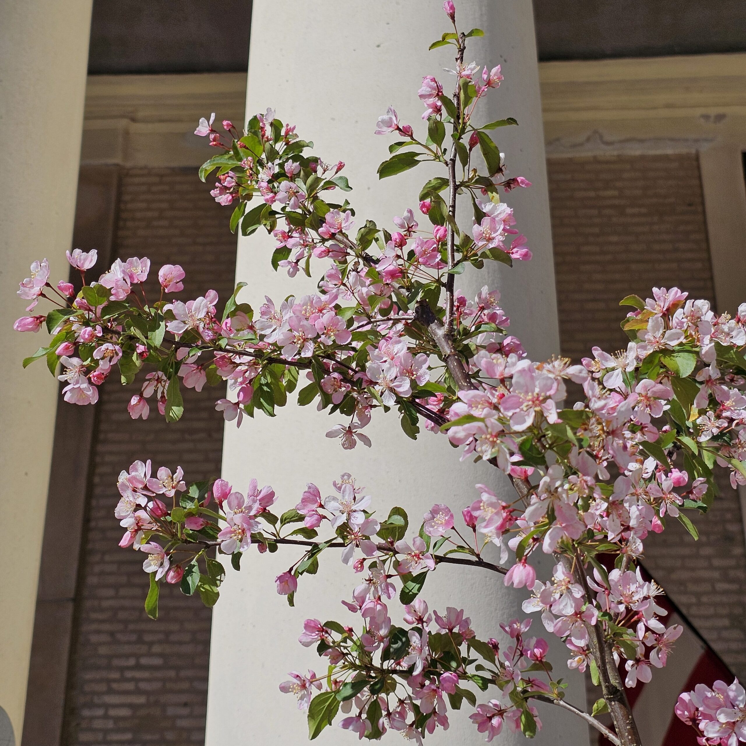 Blomstrende-trae-ved-soejle-scaled-aspect-ratio-600-600
