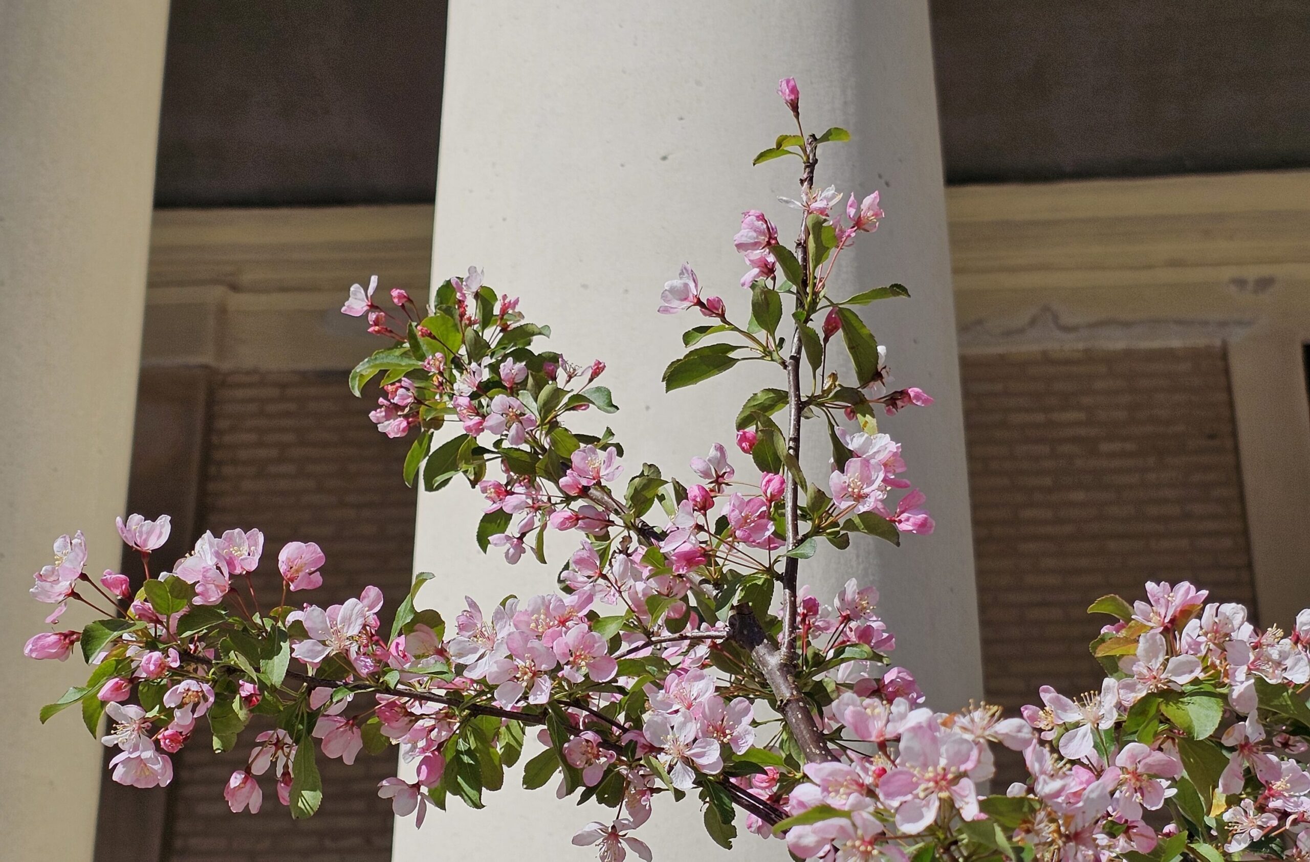 Blomstrende-trae-ved-soejle-scaled-aspect-ratio-319-210