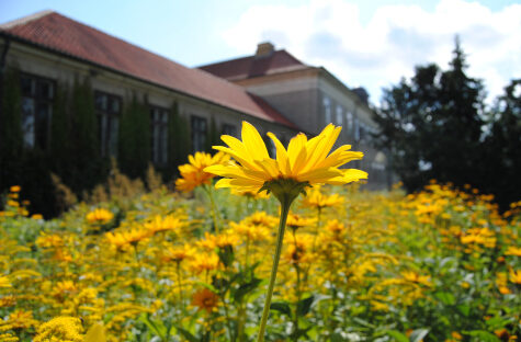 skoleblomst-aspect-ratio-320-210