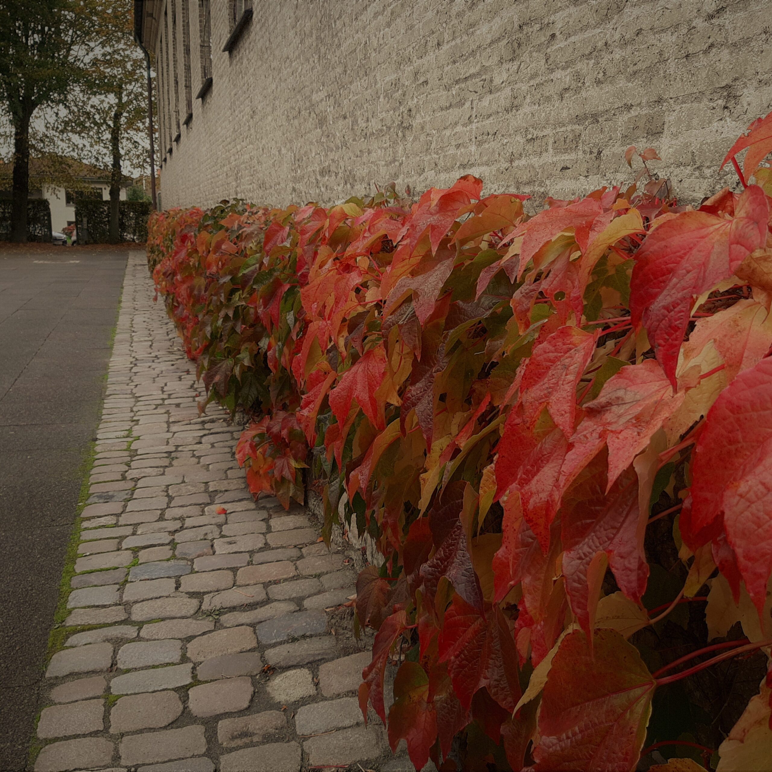 Blade-uden-for-skolen-scaled-aspect-ratio-318-318
